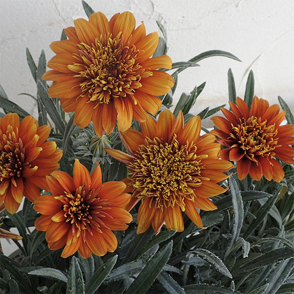 八重咲きガザニア：ロミーヌ ゴールド3.5号ポット