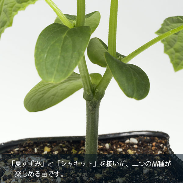 【有効期限25年10月】キュウリ：夏すずみ[野菜タネ]