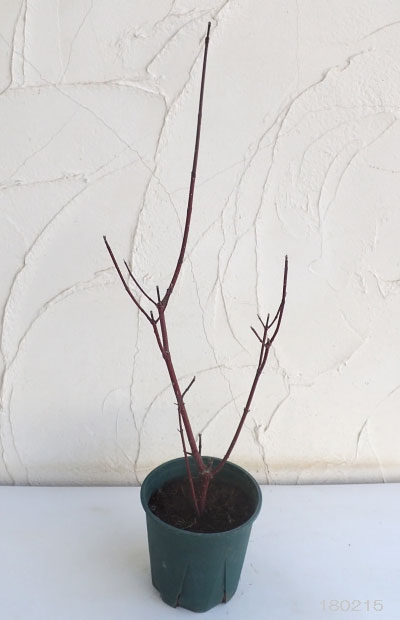 サンゴミズキ（コルヌスアルバ）：ケッセルリンギー6号ポット