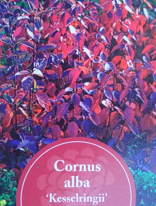 サンゴミズキ（コルヌスアルバ）：ケッセルリンギー6号ポット