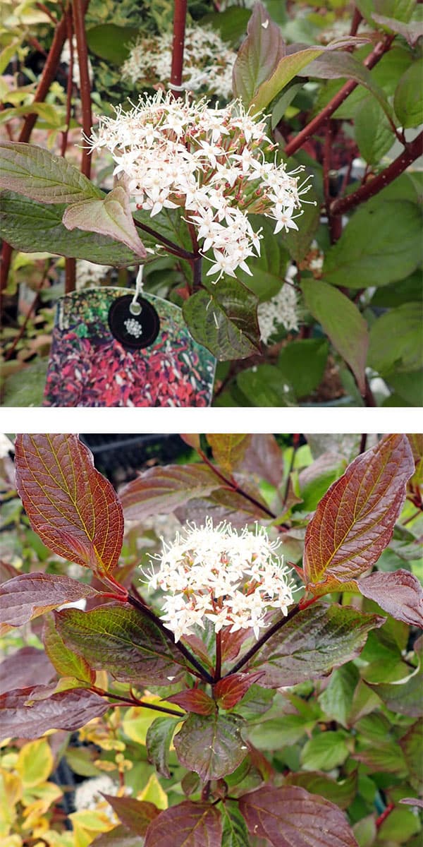 サンゴミズキ（コルヌスアルバ）：ケッセルリンギー6号ポット