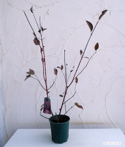 サンゴミズキ（コルヌスアルバ）：ケッセルリンギー6号ポット