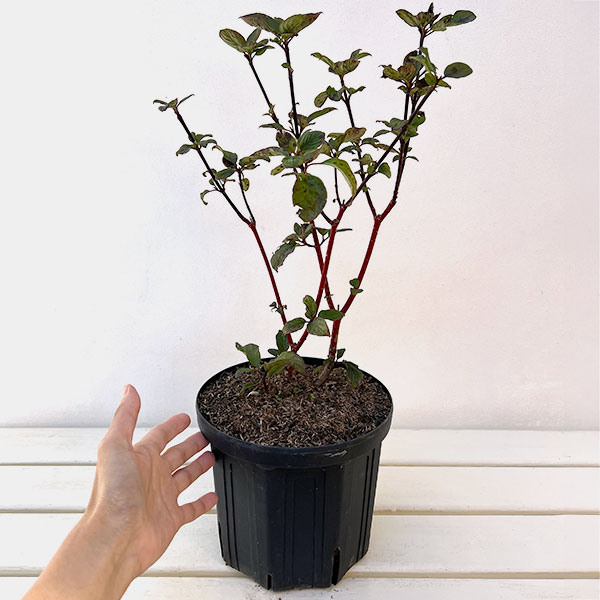 サンゴミズキ(コルヌスアルバ):ケッセルリンギー6号ポット