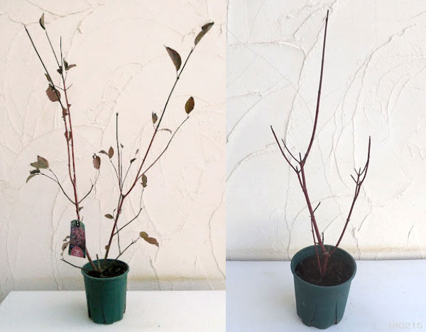 サンゴミズキ(コルヌスアルバ):ケッセルリンギー6号ポット