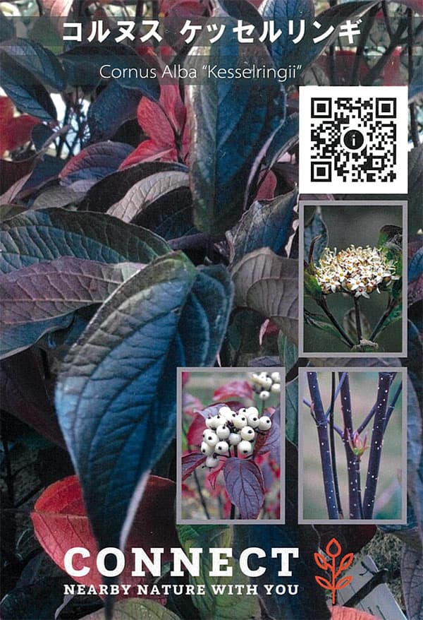 サンゴミズキ(コルヌスアルバ):ケッセルリンギー6号ポット