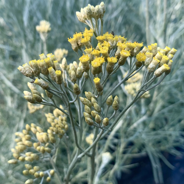 カレープラント3号ポット2株セット