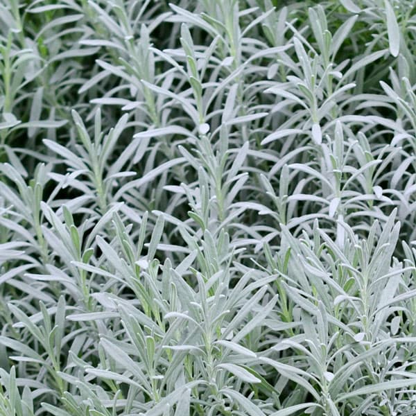 カレープラント3号ポット2株セット