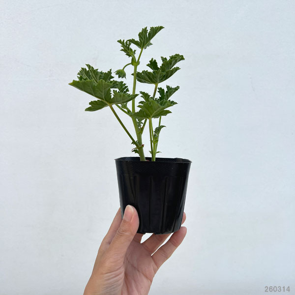 ニオイゼラニウム：ミセステイラー3号ポット2株セット