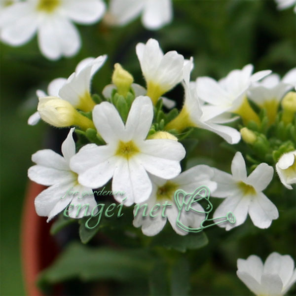 イワカラクサ：白花2.5～3号ポット