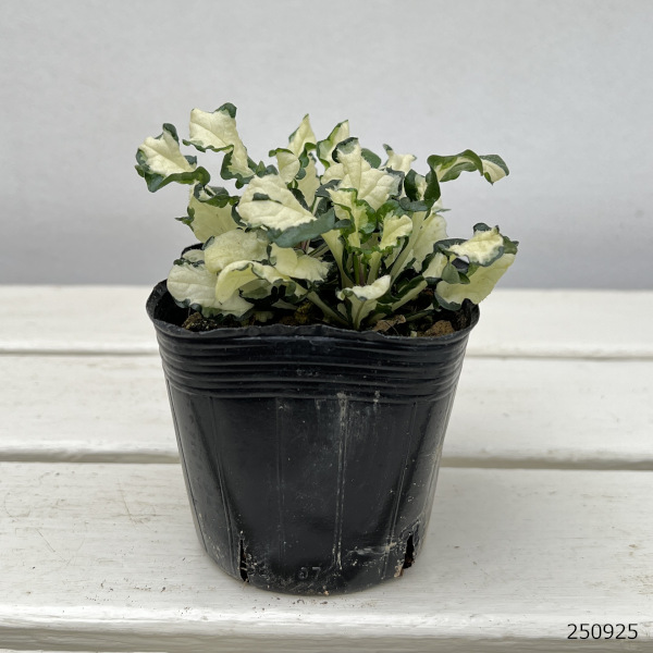 アジュガ レプタンス:アークティックフォックス3号ポット