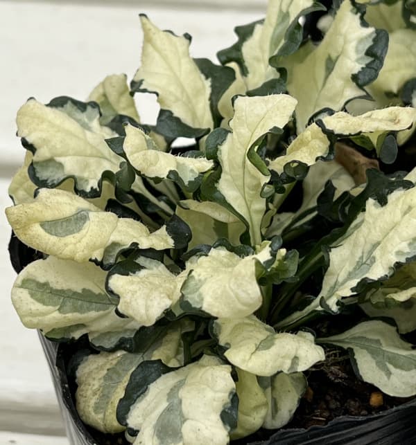 アジュガ レプタンス:アークティックフォックス3号ポット