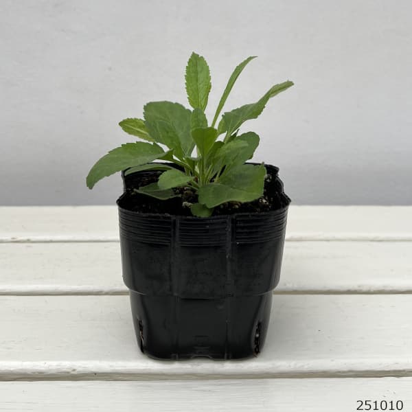 ベロニカ：レッドフォックス3.5号ポット*