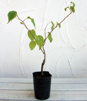 マタタビ：深山（ミヤマ）マタタビ3.5号ポット