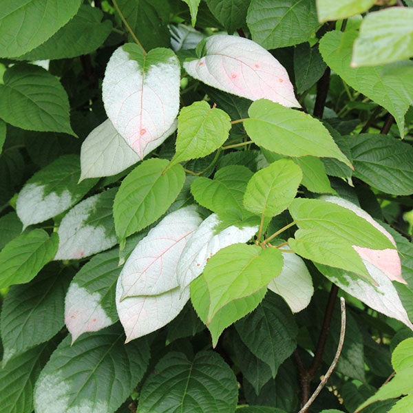 マタタビ：深山（ミヤマ）マタタビ3.5号ポット