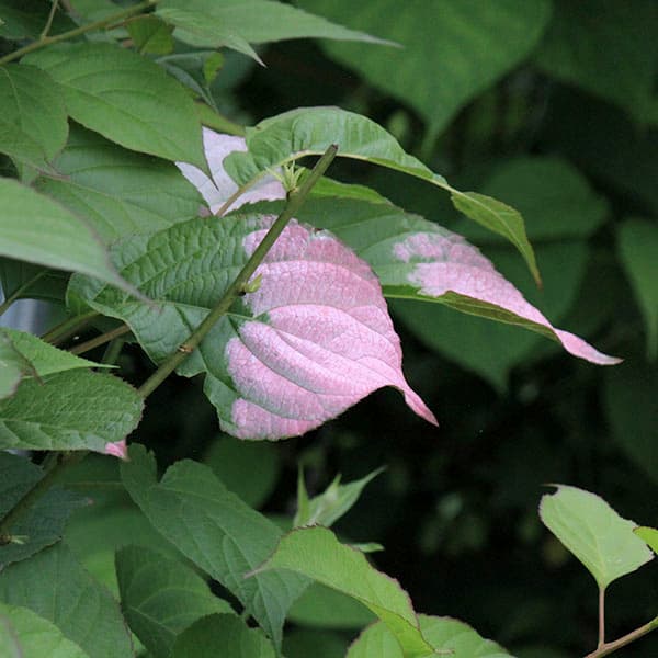 マタタビ：深山（ミヤマ）マタタビ3.5号ポット