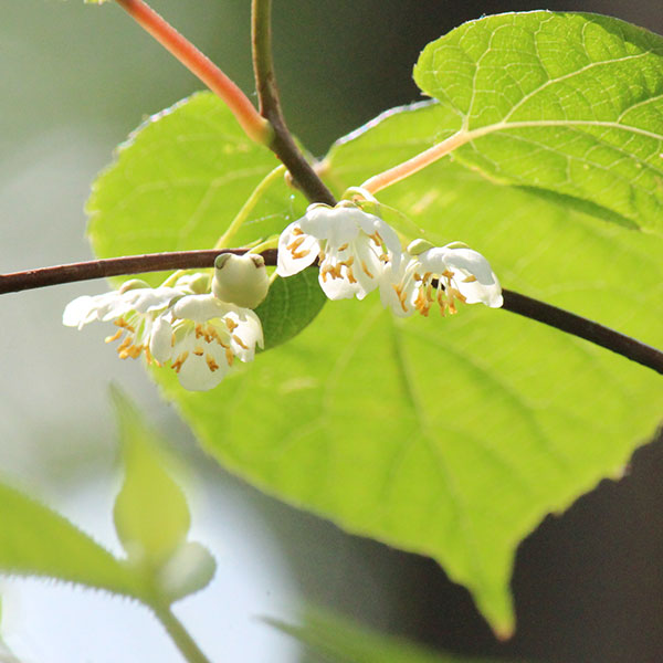 マタタビ：深山（ミヤマ）マタタビ3.5号ポット