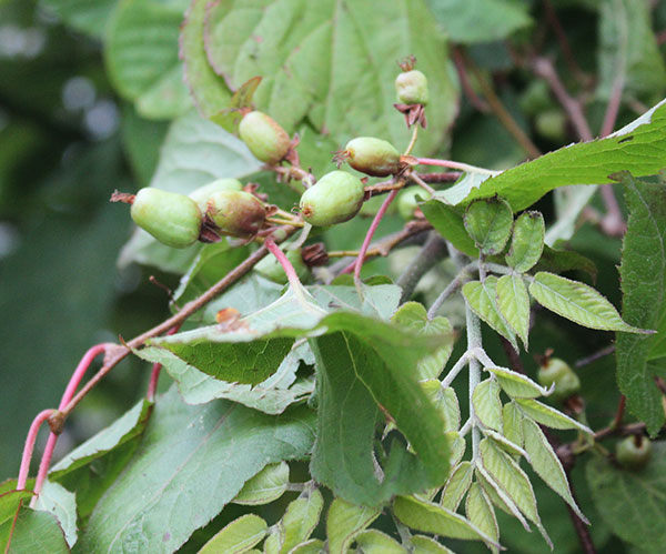 マタタビ：深山（ミヤマ）マタタビ3.5号ポット