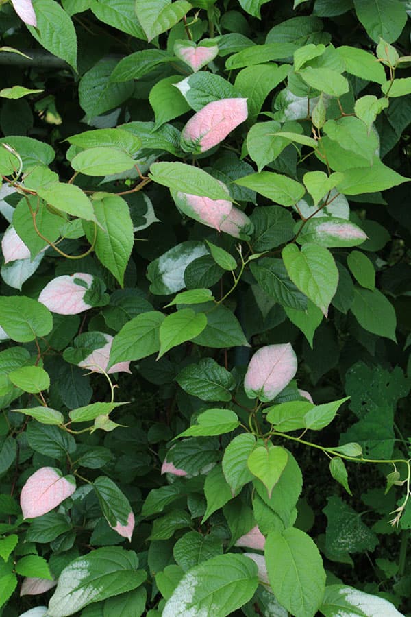 マタタビ：深山（ミヤマ）マタタビ3.5号ポット