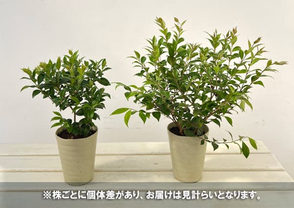 シナモンマートル 4号ポット