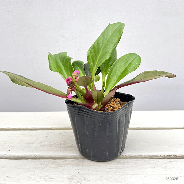 ヒマラヤユキノシタ（ベルゲニア）：ウインターグロー3号ポット