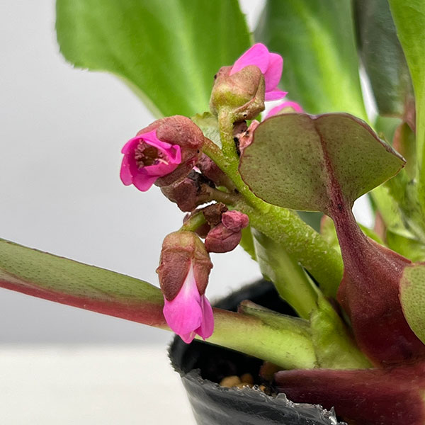 ヒマラヤユキノシタ（ベルゲニア）：ウインターグロー3号ポット