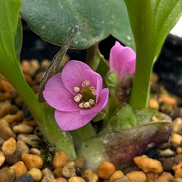 ヒマラヤユキノシタ（ベルゲニア）：ウインターグロー3号ポット