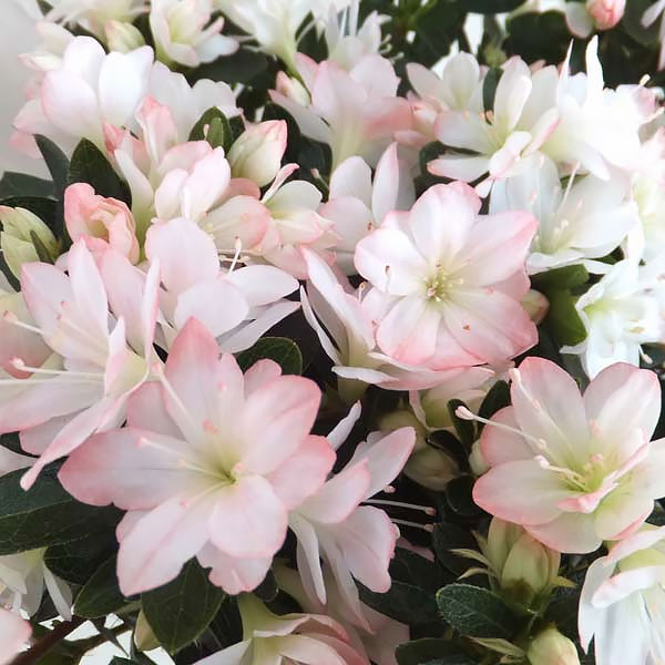 久留米ツツジ：レッジーナ3-4号ポット