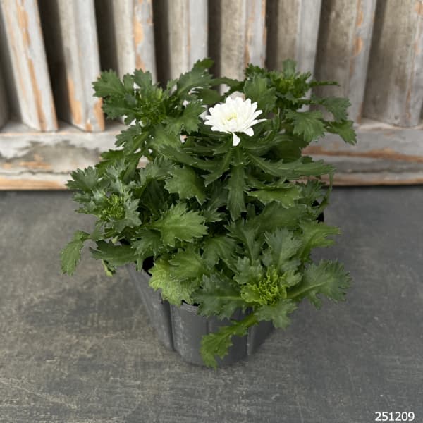 八重咲きノースポール・雪の華3.5号ポット