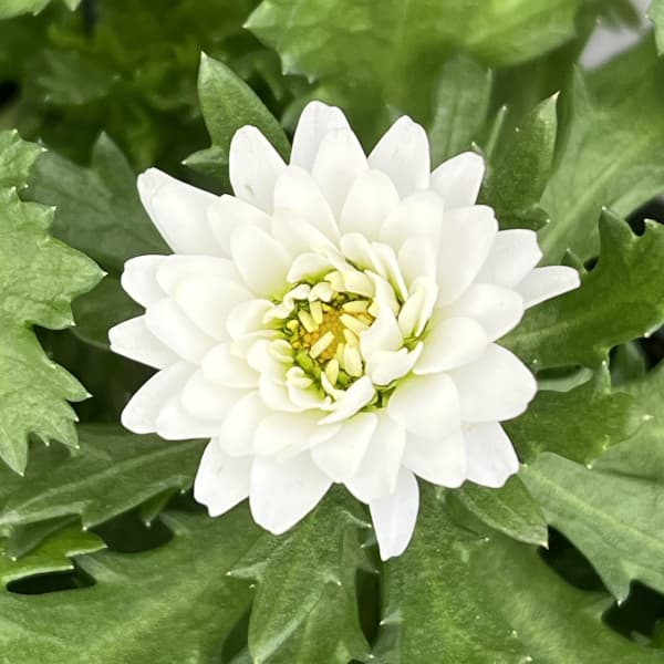 八重咲きノースポール・雪の華3.5号ポット