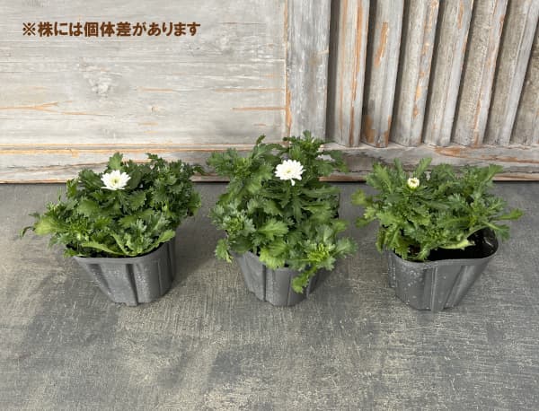 八重咲きノースポール・雪の華3.5号ポット