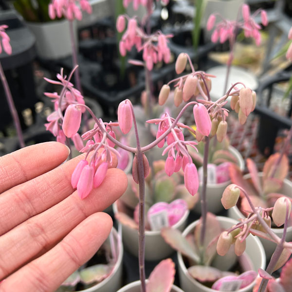 カランコエ・リンリン3.5号ポット