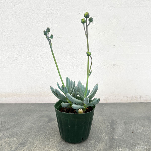 セネシオ：万宝（まんぽう）2.5号ポット