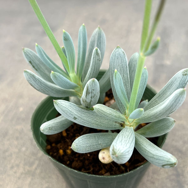 セネシオ：万宝（まんぽう）2.5号ポット