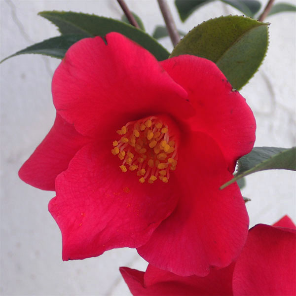 雪椿（ユキツバキ）：花詩集4～4.5号ポット