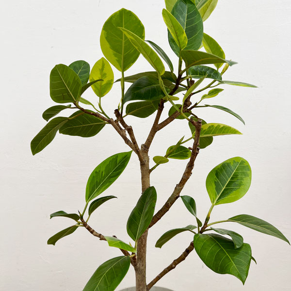フィカス:アルテシマ 7号鉢植え ストレート