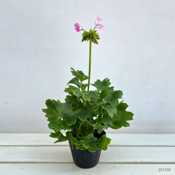 ゼラニウム：さくらさくら3.5号ポット