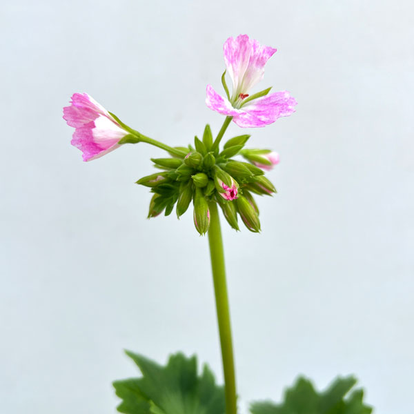 ゼラニウム：さくらさくら3.5号ポット