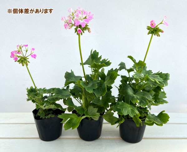 ゼラニウム：さくらさくら3.5号ポット