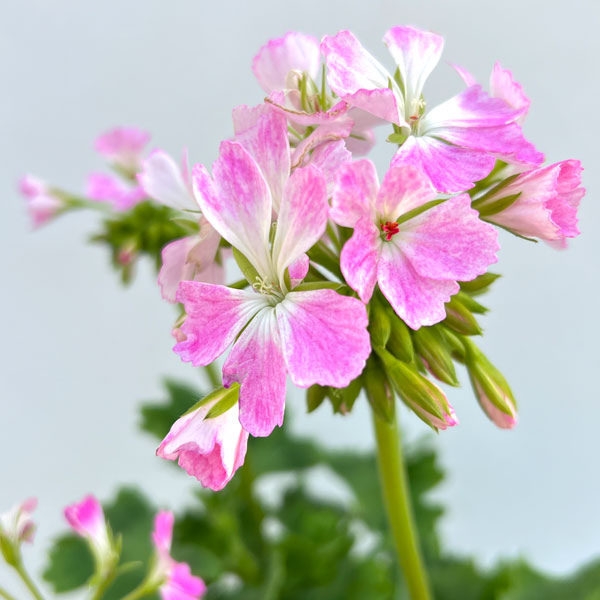 ゼラニウム：さくらさくら3.5号ポット