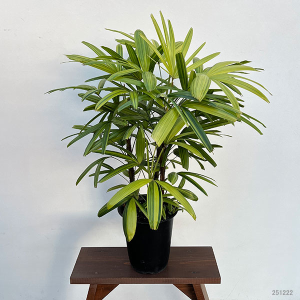 カンノンチク：綾錦(あやにしき)7号鉢植え