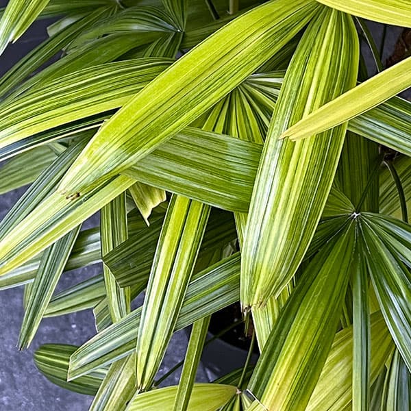 カンノンチク：綾錦(あやにしき)7号鉢植え