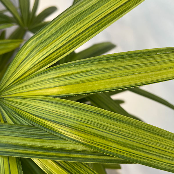 カンノンチク：綾錦(あやにしき)7号鉢植え