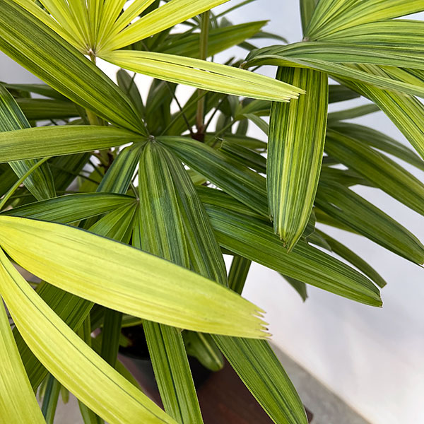 カンノンチク：綾錦(あやにしき)7号鉢植え