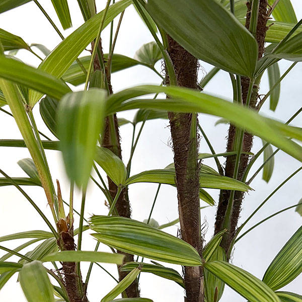 カンノンチク：綾錦(あやにしき)7号鉢植え