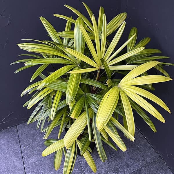 カンノンチク：綾錦(あやにしき)7号鉢植え