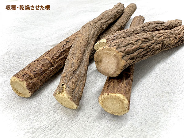 カンゾウ：ウラル甘草3号ポット