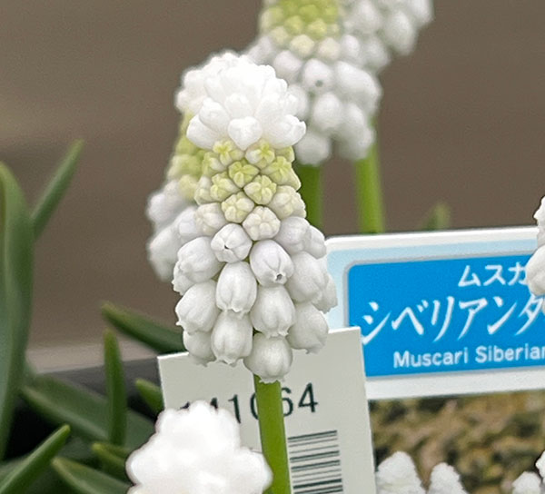 ムスカリ：シベリアンタイガー4球植え3.5号ポット