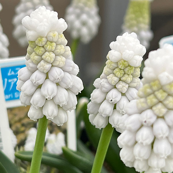 ムスカリ：シベリアンタイガー4球植え3.5号ポット