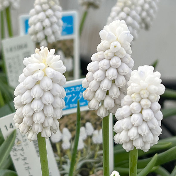 ムスカリ：シベリアンタイガー4球植え3.5号ポット