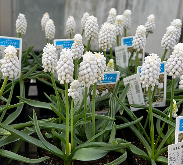 ムスカリ：シベリアンタイガー4球植え3.5号ポット